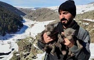 Yavru ayıları mağarasında besledi