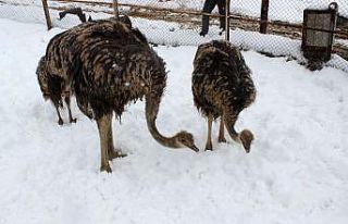 Yavru deve kuşlarının kar yeme yarışı