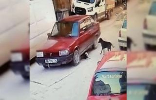 Yavru köpeği ezme anı kamerada