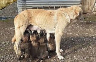 Yavru köpekler annelerine kavuştu