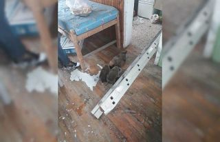 Yavru köpekler için seferber oldular