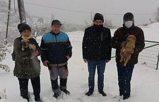 Yavru köpekler kurtarıldı