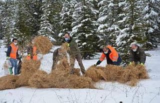 Yaylacık Ormanları’nda yılkı atlarına yem desteği