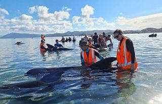 Yeni Zelanda’da 49 pilot balina karaya vurdu, 9’u...