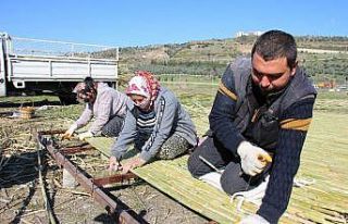 Yılda 500 ton kargı işliyorlar