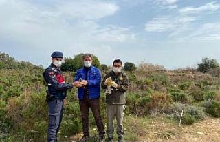 Yırtıcı kuş yakalayan şahsa 19 bin 933 lira ceza