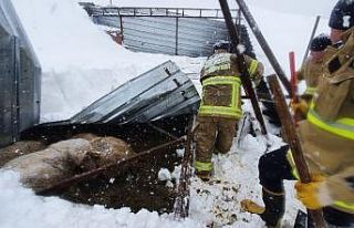 Yoğun kar yağışı damı çökertti, 10 koyun telef...