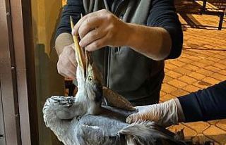 Yorgun düşen balıkçıl tedavi altına alındı