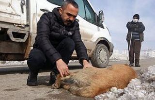Yüksekova’da aracın çarptığı köpek tedavi...