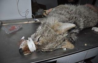 Yüksekova’da günlerdir korku salan kurt yakalandı