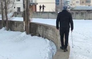 Yüksekova’da şehir merkezine inen kurt korkuttu