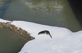 Yüksekova’da su samuru görüntülendi