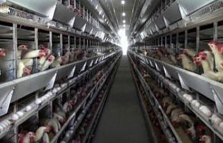 Yumurta üreticileri kafes sistemine yönelmeye başladı