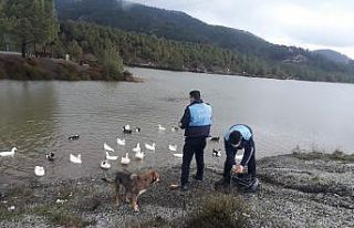 Zabıta ekipleri Göletteki ördekleri besledi