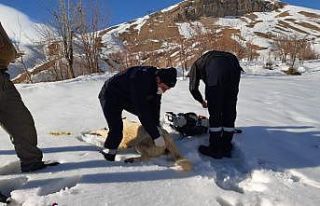 Zehirlenen köpeğe ilk müdahale
