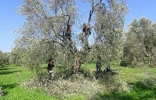 Zeytinin kalitesi için budama şart