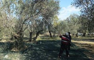 Zeytinlerde halkalı leke hastalığı mücadelesi...