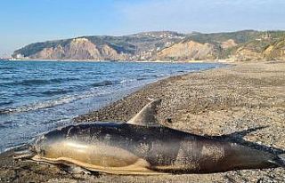 Zonguldak’ta ölü yunus karaya vurdu