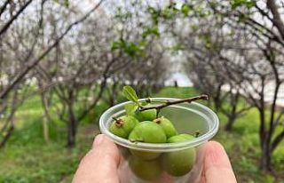 100 gram erik ağacında 100 TL’den satışa sunuldu