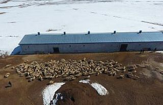 10 yıllık öğretmenliği bırakarak kuzularına...