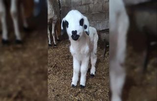 14 Şubat Sevgililer Gününde dünyaya gelen kuzunun...