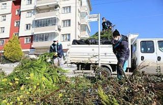 15 bin ton budama atığı gübre oldu