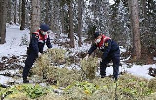 2000 rakımda yaban hayatı için doğaya yem bırakıldı