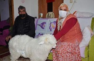 23 yıldır evlat hasretlerini Boncuk’la giderdiler