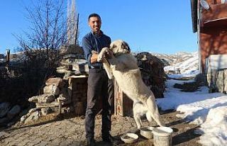 2 kangal sürüye yaklaşan ayıyı böyle kovaladı