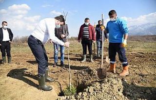 3 bin meyve fidanı ilçeyi yeşillendirecek