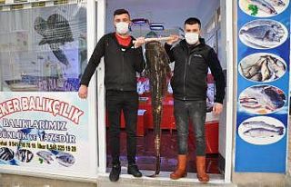 40  kiloluk dev yayın balığı ilgi odağı