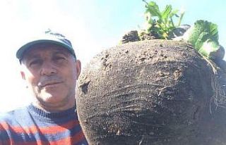 6.5 kiloluk turp görenleri hayrete düşürüyor