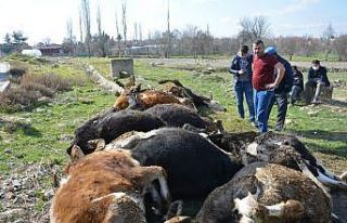9 büyükbaş hayvanı telef olan vatandaşa büyükşehirden...