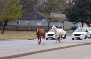 ABD’de kaçak atlar trafiği tıkadı