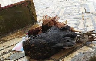 Aç kalan sokak köpekleri tavukları parçaladı