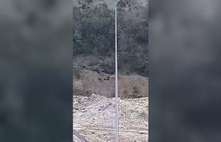 Aç kalan yaban domuzu sürüsü, OSB merkezine kadar...