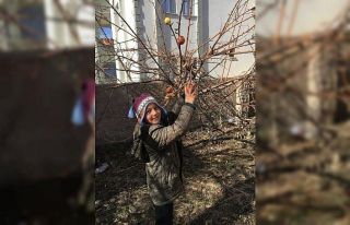 Ağaç dallarına meyve astılar