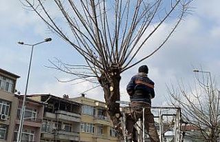 Ağaçlarda budamalar devam ediyor