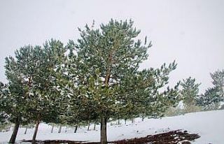 Ağrı’da kar altında kalan ağaçlar göz kamaştırdı