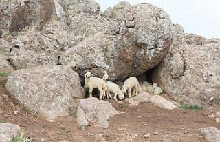 Ahırda yangın çıktı: 171 kuzu telef oldu