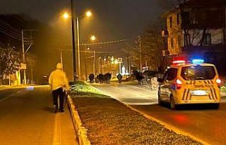 Ahırdan kaçan firari inekler polise yakalandı