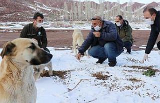 Aksaray’da sokak hayvanlarına yiyecek ve mama bırakıldı
