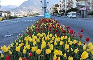 Alanya’da baharın müjdecisi çiçekler açtı
