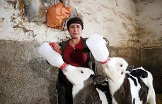 Aldığı iki inek geçim kapısına dönüştü
