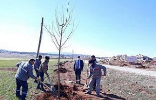 Altıntaş-Gediz yolunda ağaçlandırma çalışmaları
