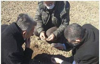 Altıntaş’ta buğday zararlısı kurt kontrolleri
