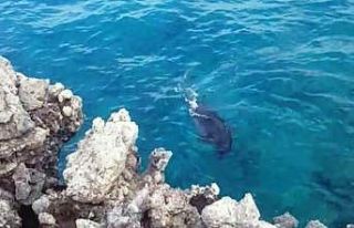 Amatör balıkçılara fok balığı sürprizi