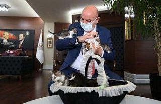 Ankara’daki 6 minik kedi yeni sahiplerini bekliyor