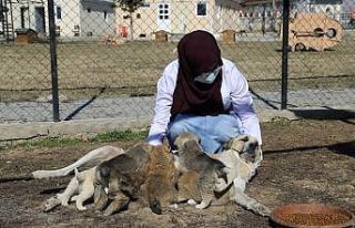 Annesiz kalan 7 yavru köpeği başka bir anne köpek...