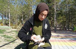 Annesiz yavru köpeklere belediye sahip çıktı